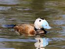 White-Headed Duck (WWT Slimbridge 20/04/18) ©Nigel Key