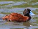 Argentinian Ruddy Duck (WWT Slimbridge May 2018) - pic by Nigel Key