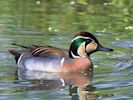 Baikal Teal (WWT Slimbridge May 2018) - pic by Nigel Key