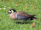 Baikal Teal (WWT Slimbridge 23/05/18) ©Nigel Key