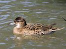 Baikal Teal (WWT Slimbridge May 2018) - pic by Nigel Key