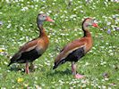 Black-Bellied Whistling Duck (WWT Slimbridge May 2018) - pic by Nigel Key