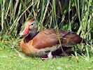 Black-Bellied Whistling Duck (WWT Slimbridge May 2018) - pic by Nigel Key