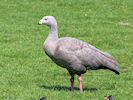 Cape Barren Goose (WWT Slimbridge May 2018) - pic by Nigel Key