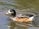 Chiloe Wigeon (WWT Slimbridge 23/05/18) ©Nigel Key