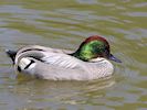 Falcated Duck (WWT Slimbridge 23/05/18) ©Nigel Key