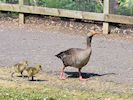 Greylag Goose (WWT Slimbridge May 2018) - pic by Nigel Key