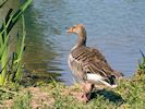 Greylag Goose (WWT Slimbridge May 2018) - pic by Nigel Key