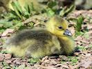 Greylag Goose (WWT Slimbridge 23/05/18) ©Nigel Key