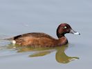 Hardhead (WWT Slimbridge 23/05/18) ©Nigel Key