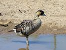 Hawaiian Goose (WWT Slimbridge 23/05/18) ©Nigel Key