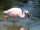 Lesser Flamingo (WWT Slimbridge 23/05/18) ©Nigel Key