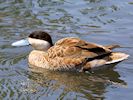 Puna Teal (WWT Slimbridge May 2018) - pic by Nigel Key