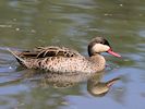 Red-Billed Teal (WWT Slimbridge 23/05/18) ©Nigel Key