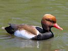 Red-Crested Pochard (WWT Slimbridge 23/05/18) ©Nigel Key