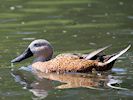 Red Shoveler (WWT Slimbridge 23/05/18) ©Nigel Key