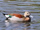 Ringed Teal (WWT Slimbridge 23/05/18) ©Nigel Key