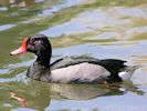 Rosybill (WWT Slimbridge 23/05/18) ©Nigel Key