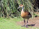 West Indian Whistling Duck (WWT Slimbridge 23/05/18) ©Nigel Key