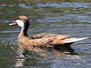 White-Cheeked Pintail (WWT Slimbridge 23/05/18) ©Nigel Key