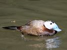 White-Headed Duck (WWT Slimbridge 23/05/18) ©Nigel Key