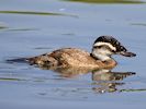 White-Headed Duck (WWT Slimbridge 23/05/18) ©Nigel Key