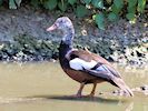 White-Winged Duck (WWT Slimbridge May 2018) - pic by Nigel Key