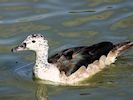 American Comb Duck (WWT Slimbridge 25/09/18) ©Nigel Key