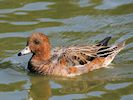 Eurasian Wigeon (WWT Slimbridge 25/09/18) ©Nigel Key