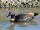 Australian Shelduck (WWT Slimbridge 25/09/18) ©Nigel Key