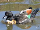 Australian Shelduck (WWT Slimbridge 25/09/18) ©Nigel Key