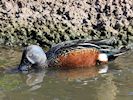 Australian Shoveler (WWT Slimbridge 25/09/18) ©Nigel Key