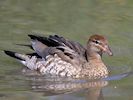 Australian Wood Duck (WWT Slimbridge 25/09/18) ©Nigel Key