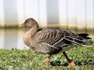 Bean Goose (WWT Slimbridge 25/09/18) ©Nigel Key