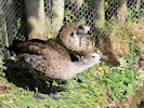 Blue-Winged Goose (WWT Slimbridge 25/09/18) ©Nigel Key