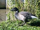 Brent Goose (WWT Slimbridge 25/09/18) ©Nigel Key