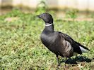 Brent Goose (WWT Slimbridge September 2018) - pic by Nigel Key