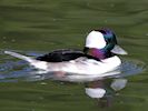 Bufflehead (WWT Slimbridge 25/09/18) ©Nigel Key