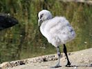 Chilean Flamingo (WWT Slimbridge September 2018) - pic by Nigel Key