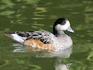 Chiloe Wigeon (WWT Slimbridge 25/09/18) ©Nigel Key