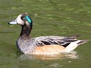 Chiloe Wigeon (WWT Slimbridge 25/09/18) ©Nigel Key