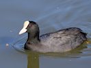 Coot (WWT Slimbridge September 2018) - pic by Nigel Key