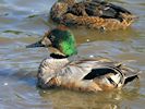 Falcated Duck (WWT Slimbridge 25/09/18) ©Nigel Key