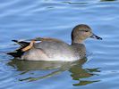 Gadwall (WWT Slimbridge 25/09/18) ©Nigel Key