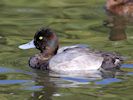 Greater Scaup (WWT Slimbridge September 2018) - pic by Nigel Key