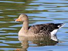 Greylag Goose (WWT Slimbridge September 2018) - pic by Nigel Key