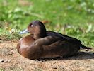 Hardhead (WWT Slimbridge September 2018) - pic by Nigel Key