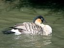 Hawaiian Goose (WWT Slimbridge September 2018) - pic by Nigel Key