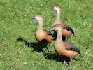 Lesser Whistling Duck (WWT Slimbridge 25/09/18) ©Nigel Key