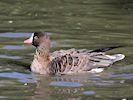 Lesser White-Fronted Goose (WWT Slimbridge 25/09/18) ©Nigel Key